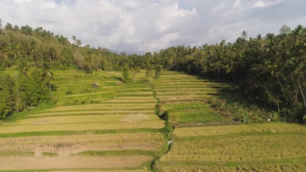 Рисовые поля с сельскохозяйственными угодьями в Индонезии — стоковое видео
