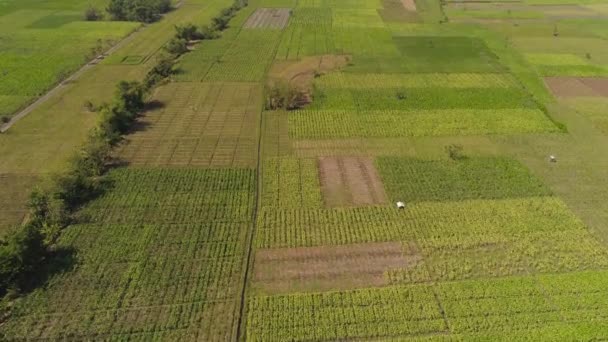 Agricultural land in indonesia — Stock Video