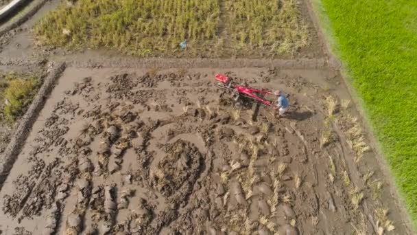 Agricultor em indonésia de campo de arroz — Vídeo de Stock