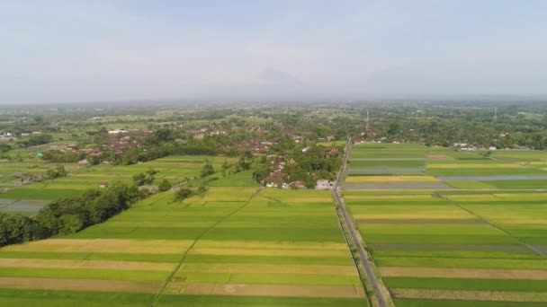 Campo di riso e terreni agricoli in indonesia — Video Stock