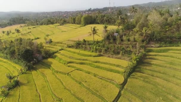 Rýžová pole se zemědělskou půdou v Indonésii — Stock video