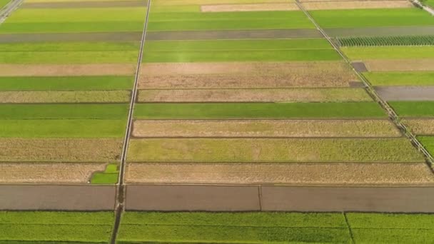 Endonezya 'da pirinç tarlası ve tarım arazisi — Stok video