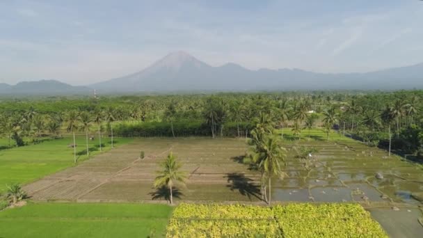 Terraços de arroz e terras agrícolas na indonésia — Vídeo de Stock