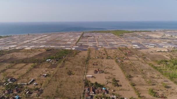 Вирощування креветок в Індонезії. — стокове відео