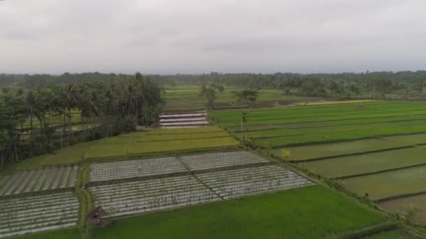 Rýžové terasy a zemědělská půda v Indonésii — Stock video
