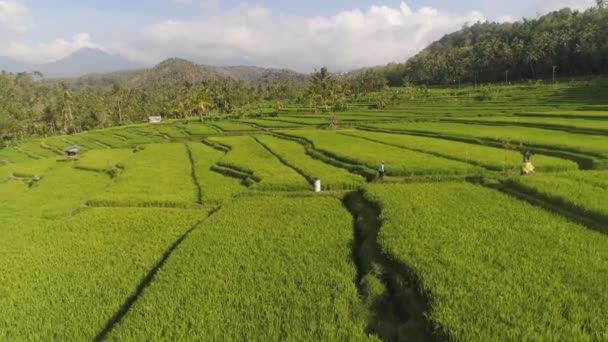 Rizsteraszok és mezőgazdasági földterületek Indonéziában — Stock videók
