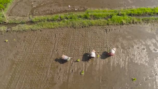 Los agricultores están plantando arroz — Vídeos de Stock