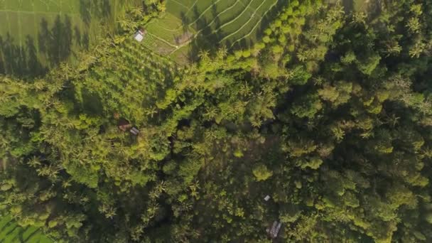 Endonezya 'da pirinç terasları ve tarım arazileri — Stok video