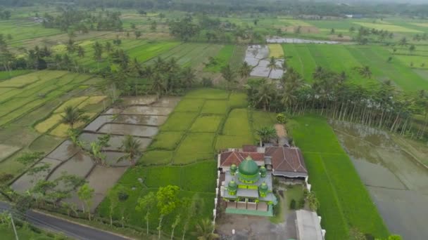 Mesquita entre campos de arroz Java Indonésia — Vídeo de Stock