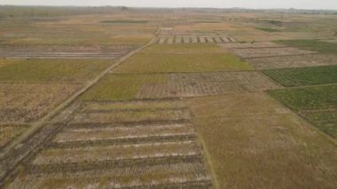 Endonezya 'da tarım arazisi.