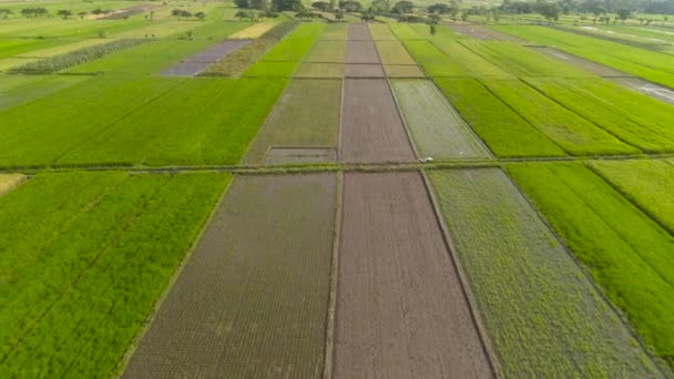 vue aérienne rizières, terres agricoles avec semis verts à la campagne. terres agricoles avec des cultures agricoles dans les zones rurales Java Indonésie. Terrain avec des plantes cultivées de paddy Images aériennes.