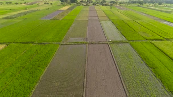 Vedere Aeriană Câmpuri Orez Teren Agricol Verde Semănat Mediul Rural — Videoclip de stoc