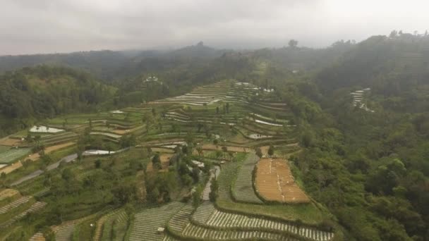 Paisaje tropical con tierras de cultivo en las montañas — Vídeos de Stock