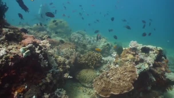 Recifes de coral e peixes tropicais. Filipinas, Mindoro . — Vídeo de Stock