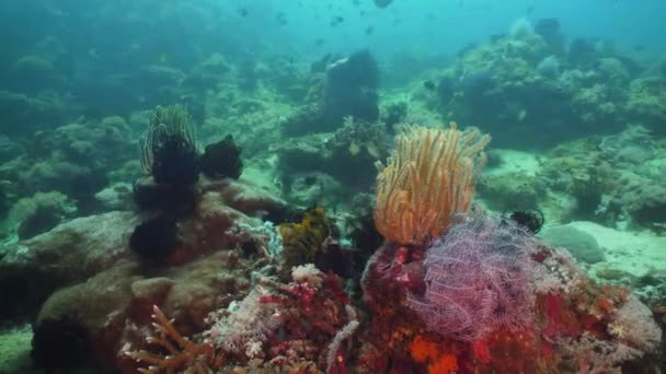 Arrecife de coral y peces tropicales. Filipinas, Mindoro . — Vídeo de stock