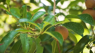 Sapodilla meyvesi ağaçta