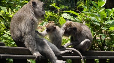 Bali 'deki ormanda maymunlar.