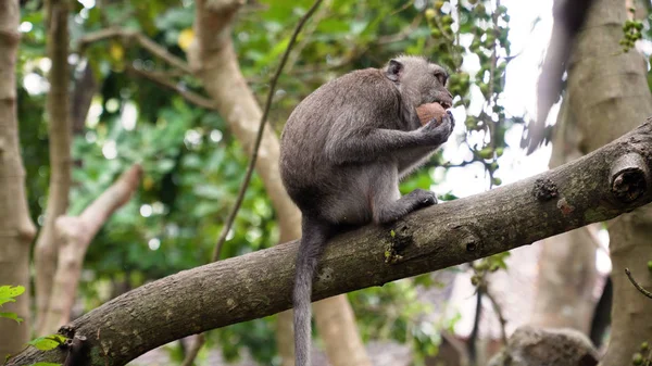 Affen im Wald auf Bali. — Stockfoto