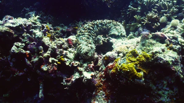 サンゴ礁と海きゅうり — ストック写真