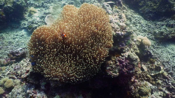 Barriera corallina e pesci tropicali — Foto Stock
