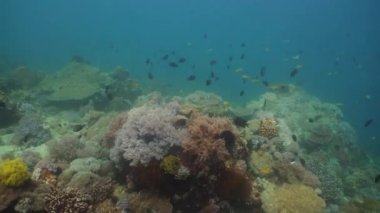 Mercan ve tropikal balık. Filipinler, Mindoro.