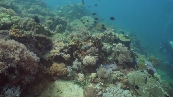 Poissons Tropicaux Sur Récif Corallien Plongée Merveilleux Beau Monde Sous — Video