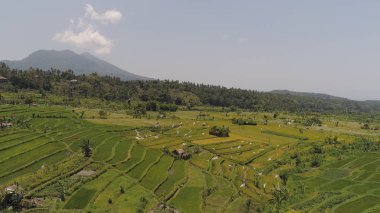 Endonezya 'da pirinç terasları ve tarım arazileri