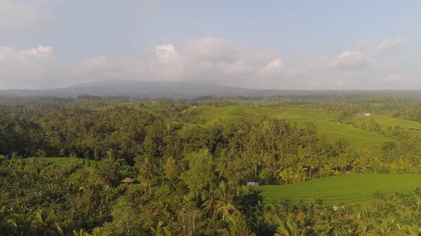 Endonezya 'da tarım arazisi olan pirinç tarlaları