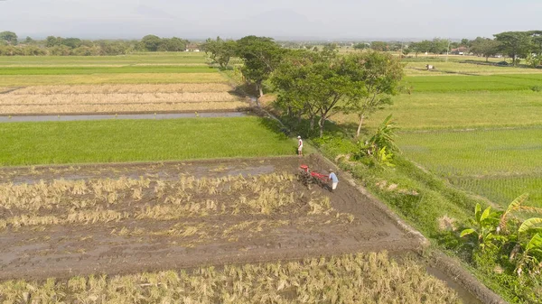 Αγρότης στο ρύζι πεδίο Ινδονησία — Φωτογραφία Αρχείου