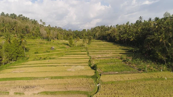 Risfält med jordbruksmark i indonesien — Stockfoto