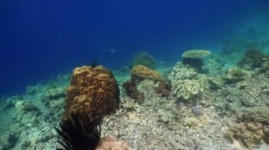 Mercan resifi ve tropikal balıklar