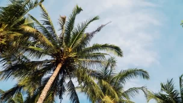 Palmen und blauer Himmel — Stockvideo