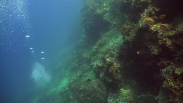 サンゴ礁と熱帯魚 — ストック動画