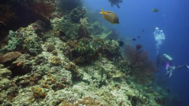 산호해 와 열대어 — 비디오