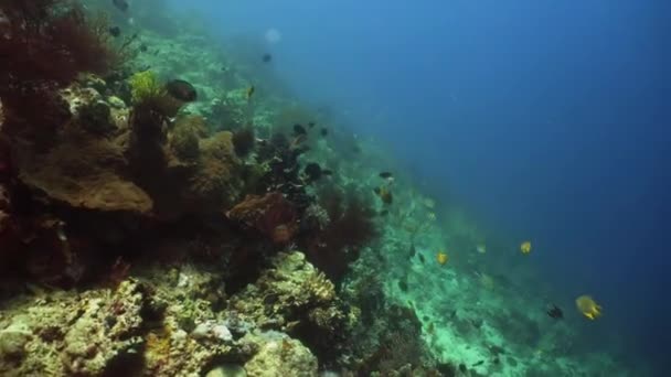 Coral Reef Tropical Fish Underwater World Diving Snorkeling Coral Reef — Stock Video