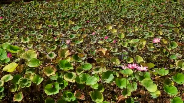 Pink Lotus flower — Stock Video