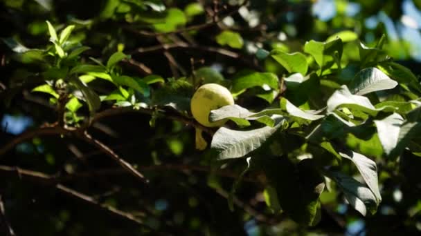 Guava fruit op de tak — Stockvideo