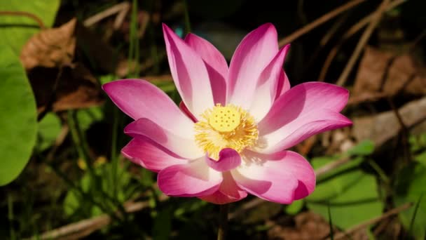 Pink Lotus flower — Stock Video