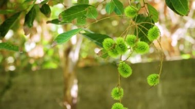 Ağaçta yeşil Rambutan