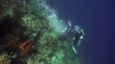 Dalgıçların Sualtı mercan ve izlerken balık araştırıyor. Sualtı tropikal deniz dalgıç. Tropikal balık mercan resif üzerinde. Dalış ve şnorkel tropikal deniz.