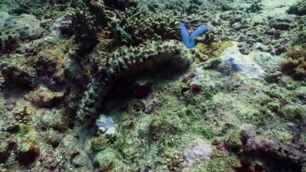 Κοραλλιογενή ύφαλο και αγγούρι της θάλασσας — Αρχείο Βίντεο