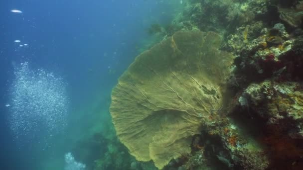 Arrecife de coral y peces tropicales — Vídeos de Stock