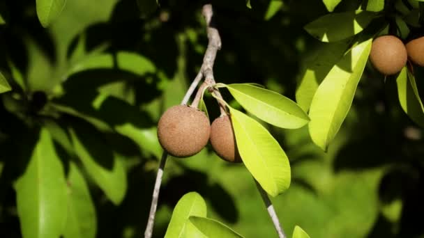 Sapodilla-Frucht auf Baum — Stockvideo