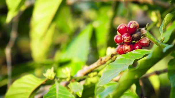 Coffee berries on branch — Stock Video
