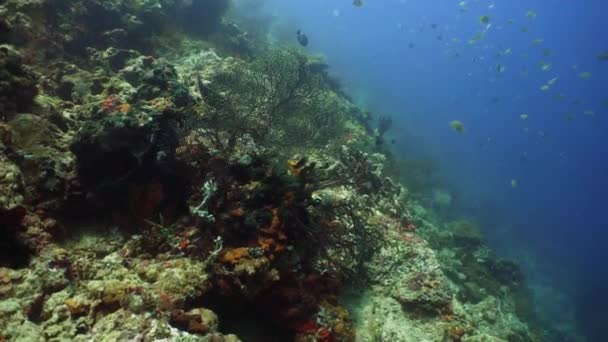 Arrecife de coral y peces tropicales — Vídeo de stock