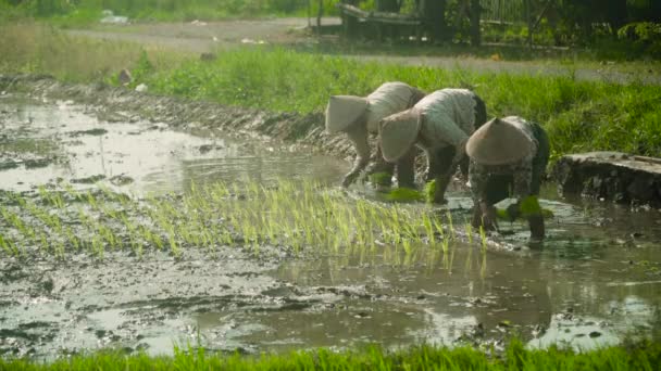 Los agricultores están plantando arroz — Vídeo de stock