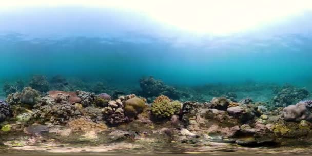 Arrecife de coral y peces tropicales vr360 — Vídeo de stock