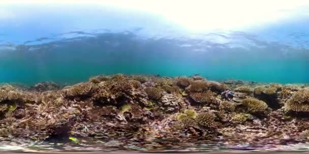 サンゴ礁や熱帯魚 vr360 — ストック動画