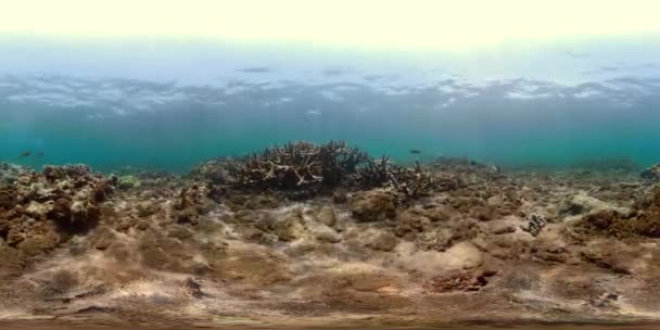 Coral reef and tropical fish vr360 — Stock Video