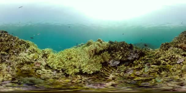 Arrecife de coral y peces tropicales vr360 — Vídeo de stock